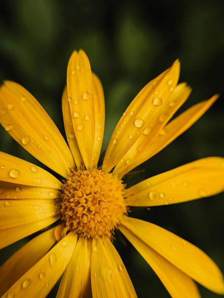 Фотография автора Мария Михайлова