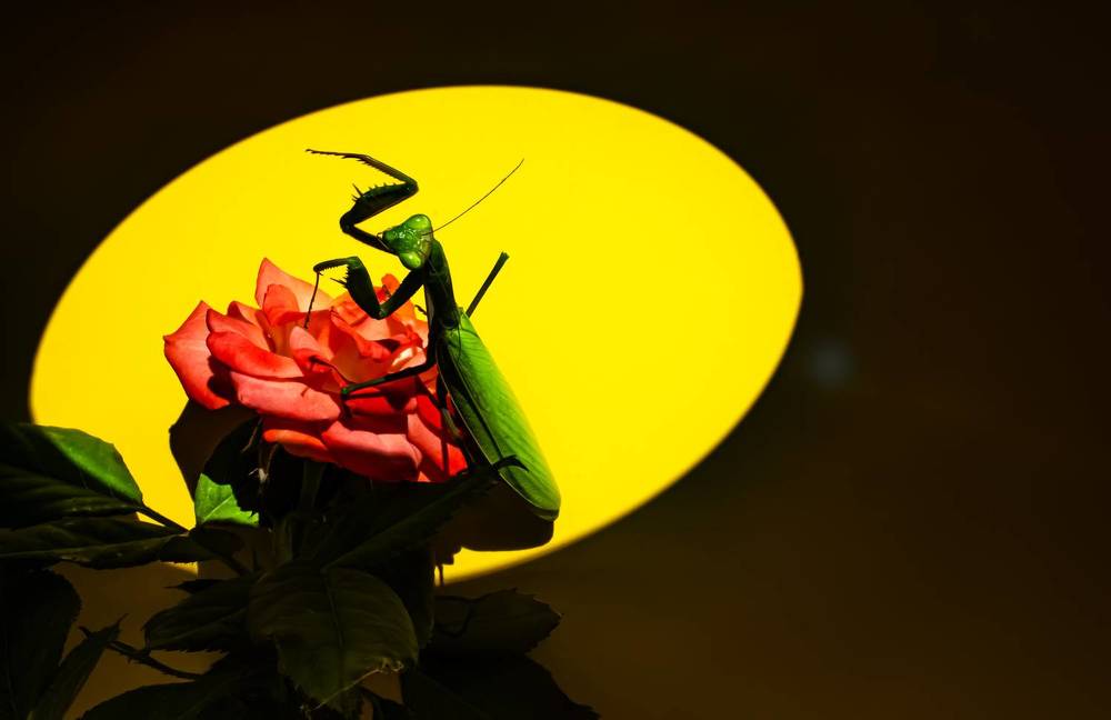 Photograph by Муза Латинская