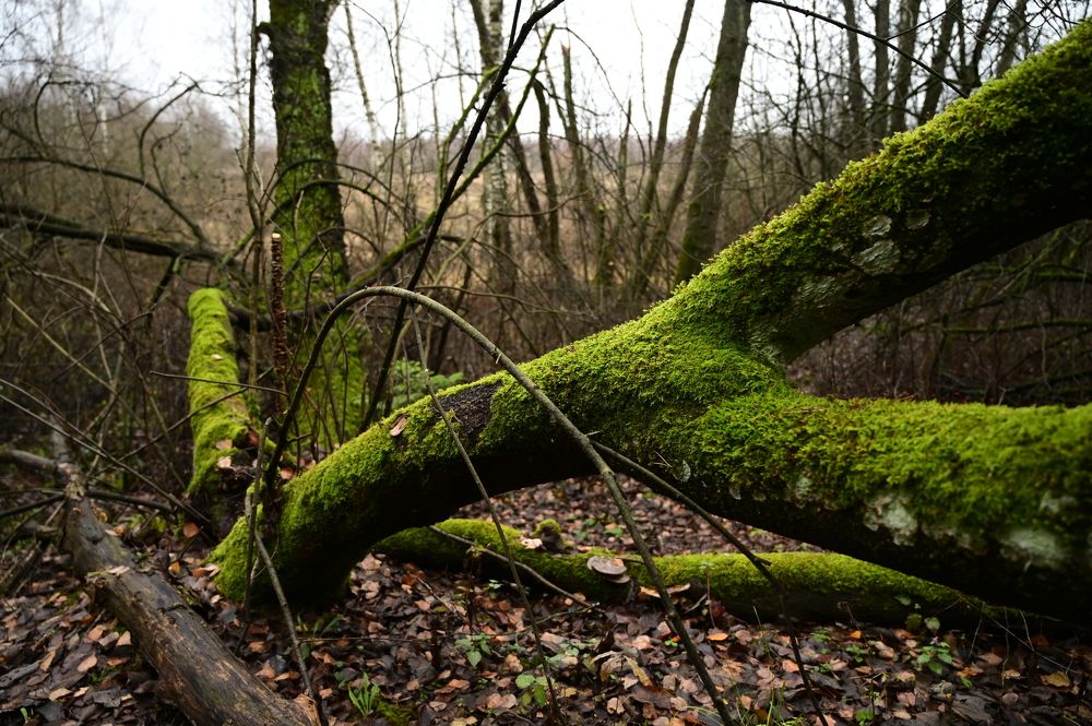 Photograph by Андрей Трякин