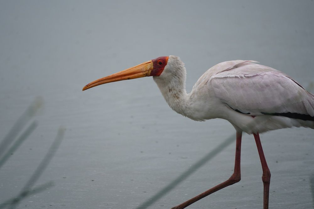 Photograph by Anna Matrushina