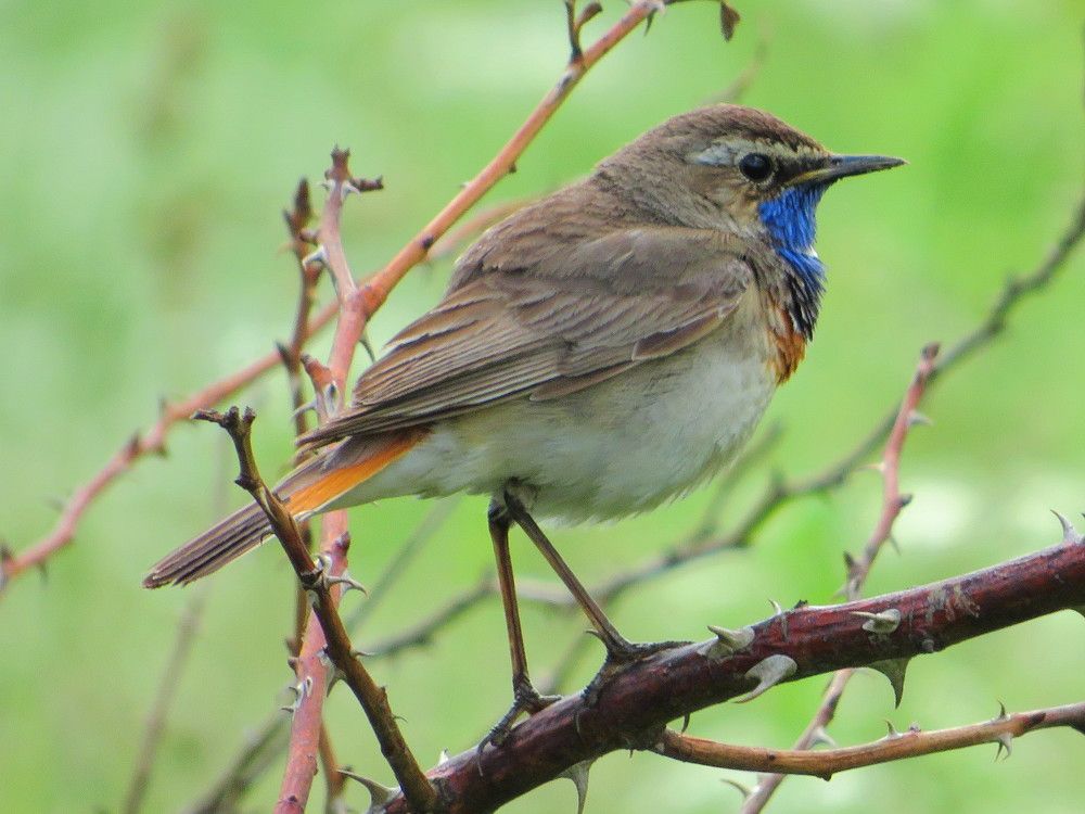 На колючем кустике