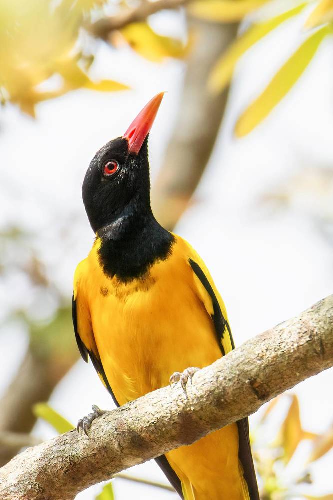 Photograph by Shehan Dondeenu