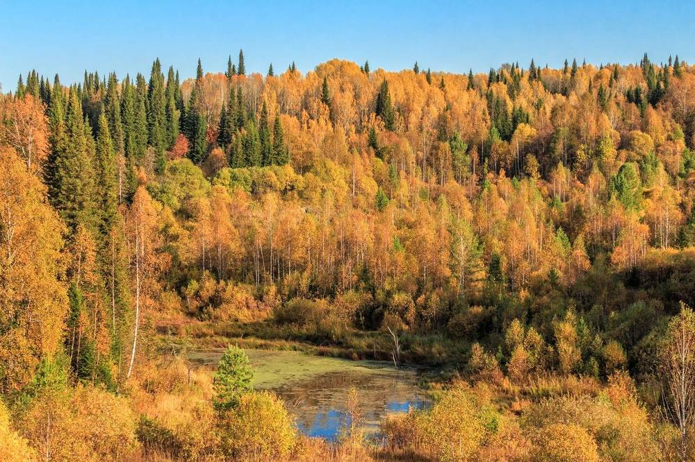 Фотография автора Галина Шепелева