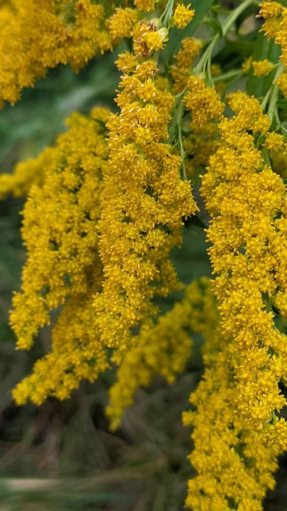 Фотография автора Васильева Ирина