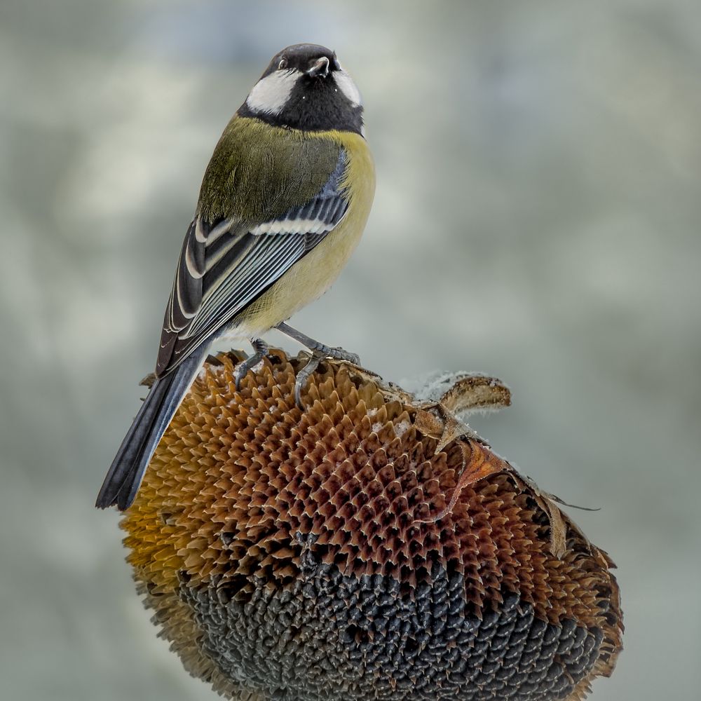 Photograph by Галина Суровицкая