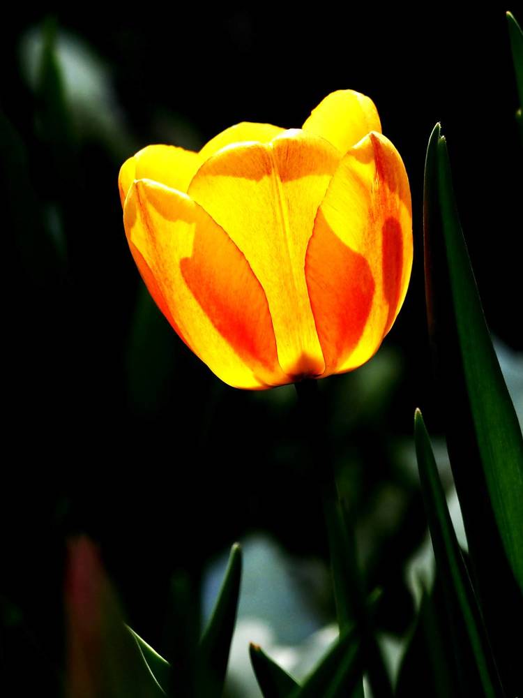 Photograph by Abdolreza Aleagha