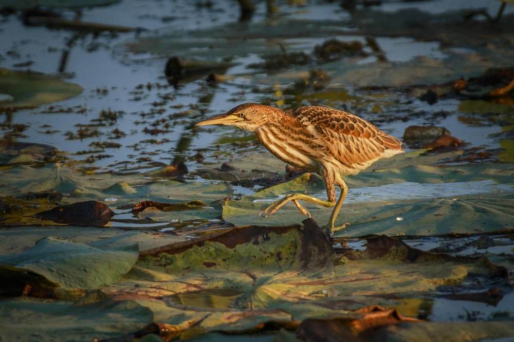 Фотография автора Галина Шепелева