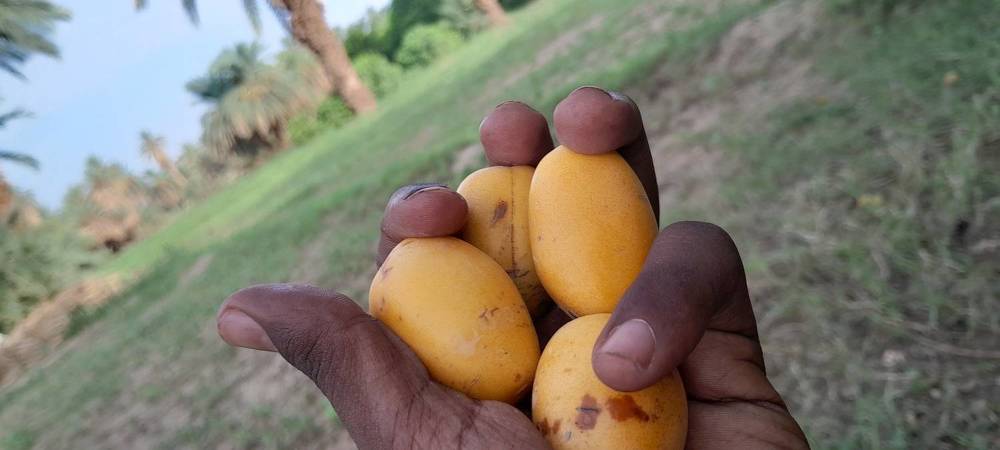 Eating dates at the date farm