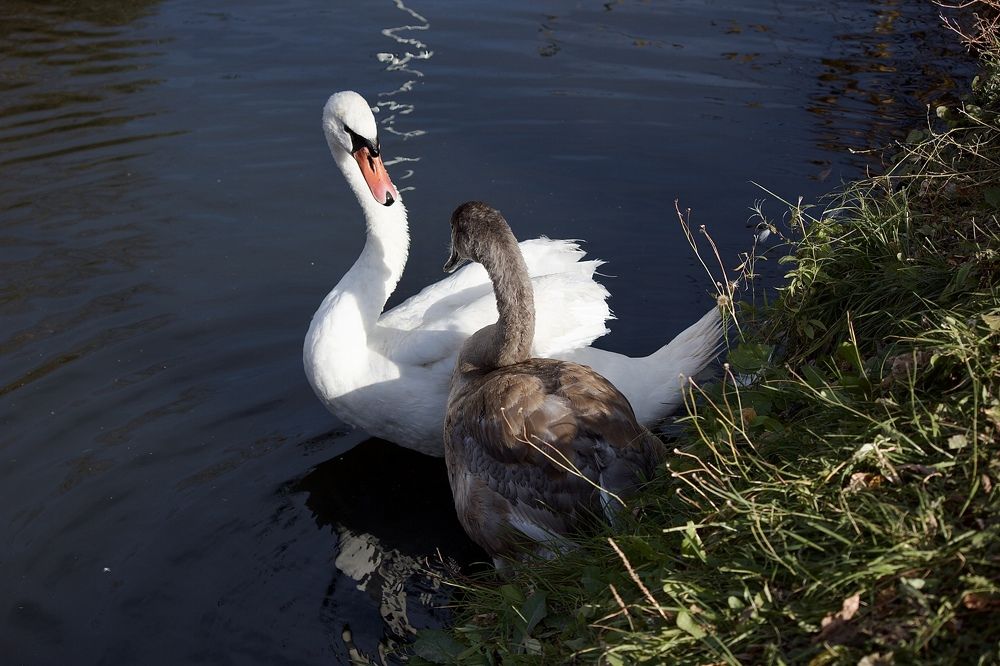Photograph by Лариса Белашова