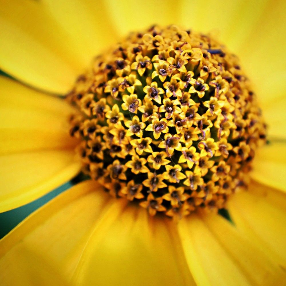 Photograph by Татьяна Максакова