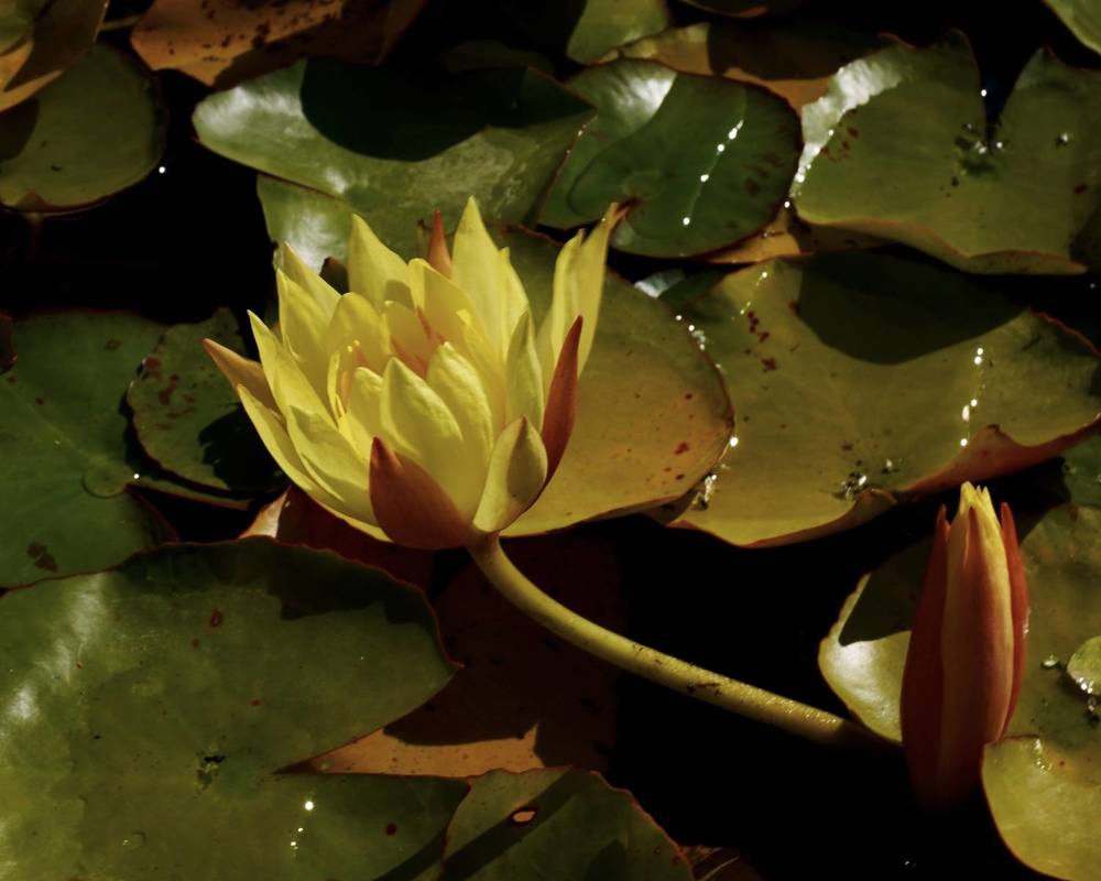 Photograph by Marina Odintsova