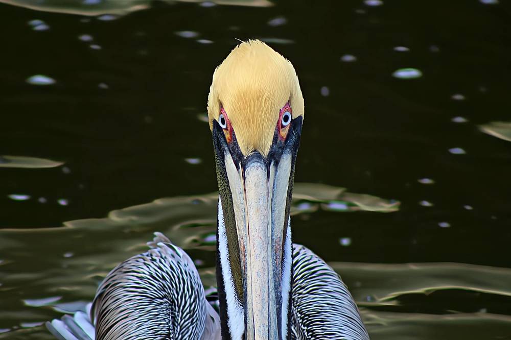 Portrait of a Majestic Brown Pelican