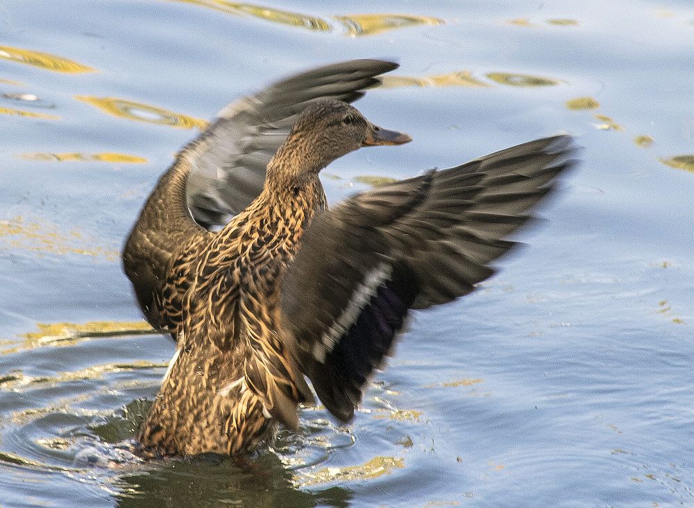 Photograph by Алексей Патлах