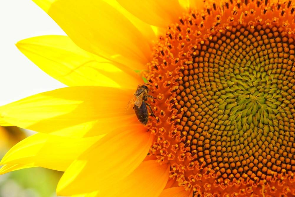 Photograph by Margareth Tikhonova