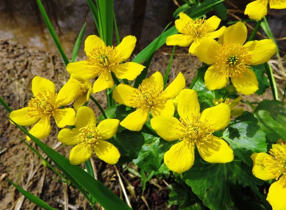 Цветки калужницы