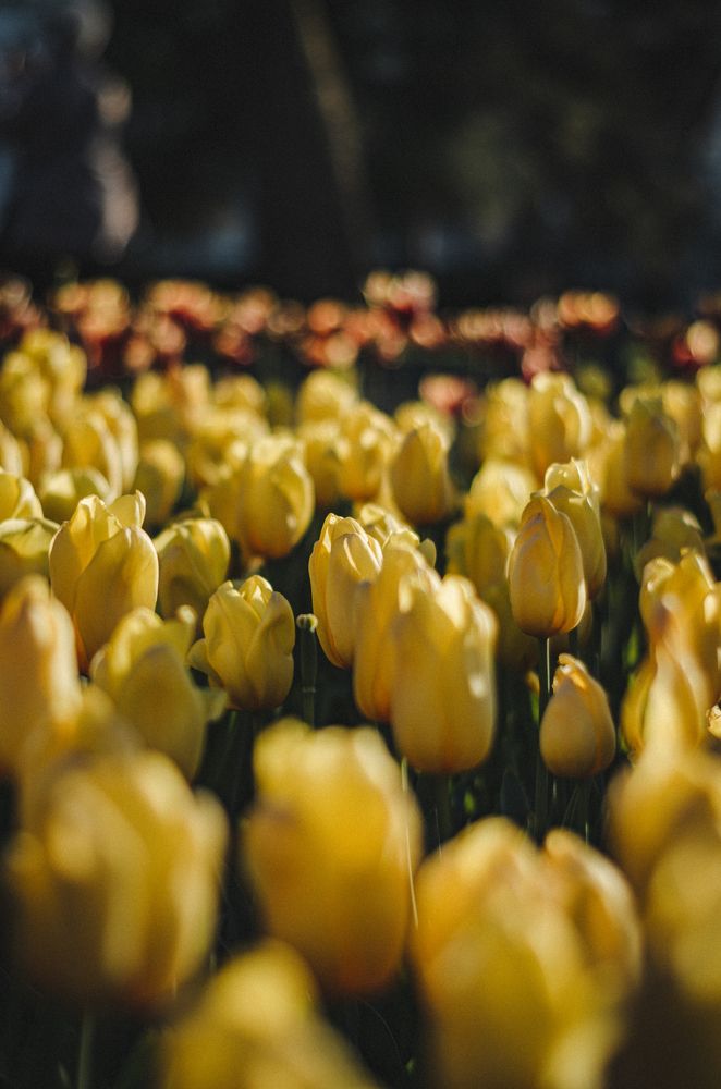 Photograph by Алина Петрушенко