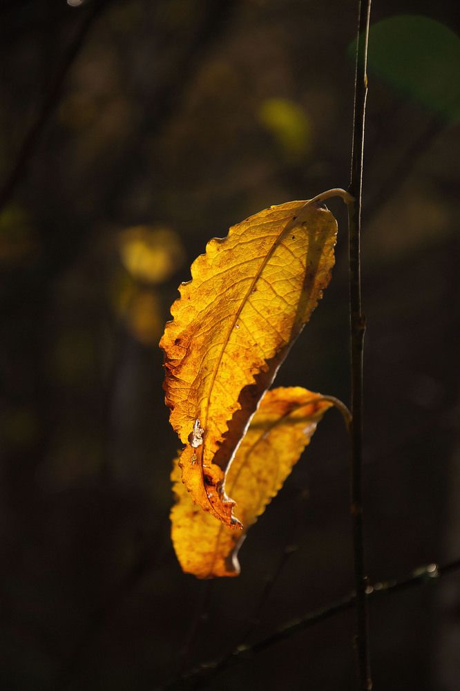 Photograph by Оксана Батракова