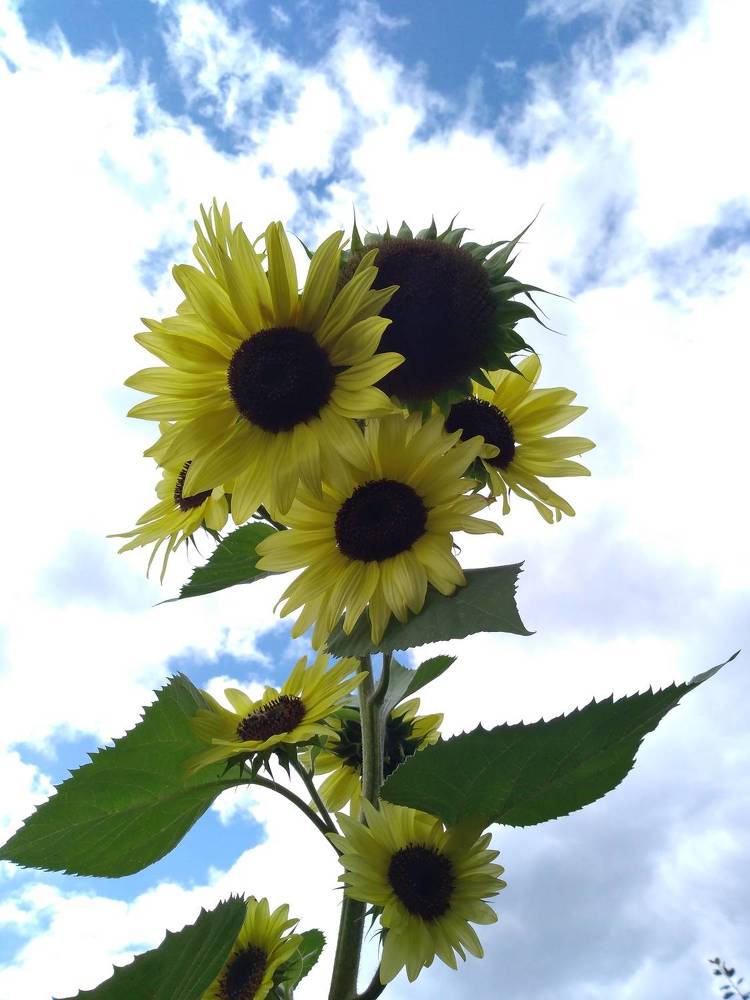 Photograph by СТЕПАН ДЖУЛАКИДЗЕ