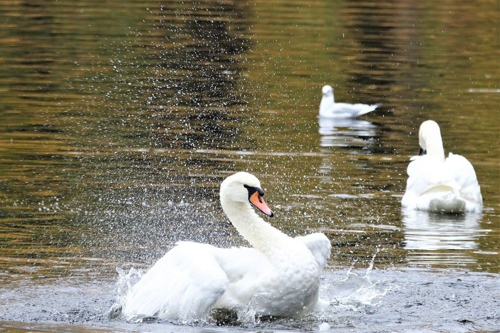 Photograph by jelena konickaja