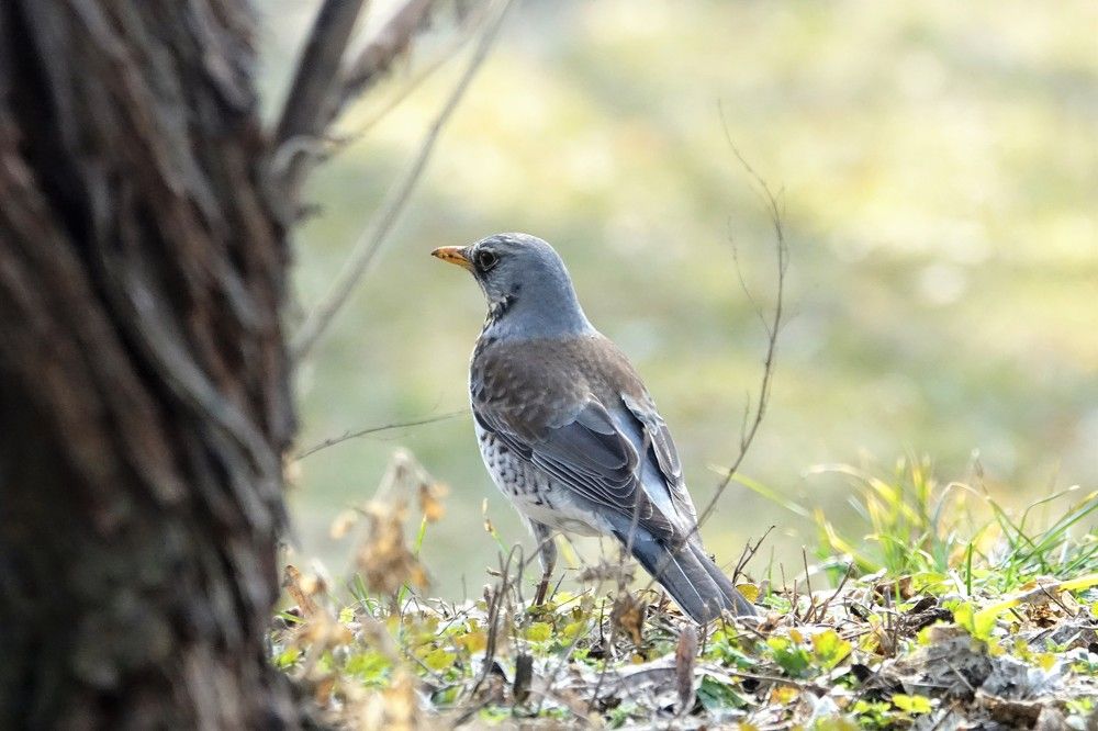 Photograph by jelena konickaja