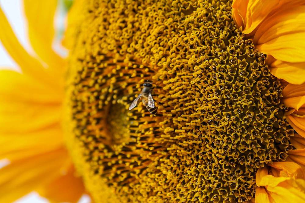 Photograph by Arnab Sarkar