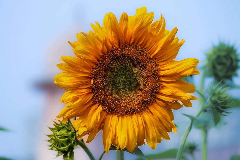 Photograph by Arnab Sarkar