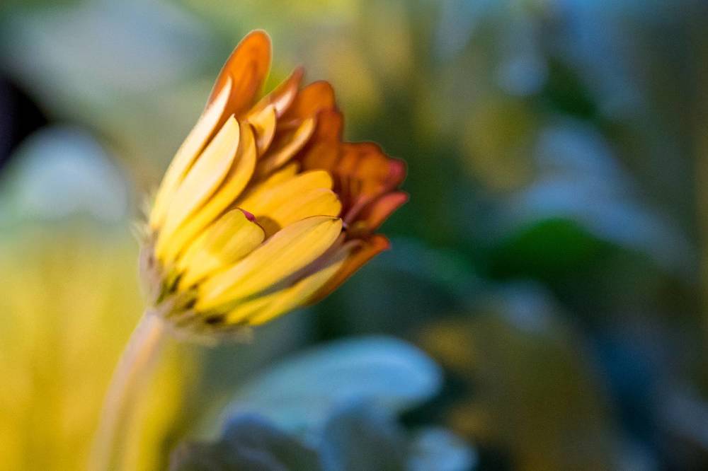 Photograph by Arnab Sarkar