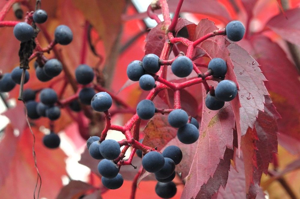 Photograph by jelena konickaja