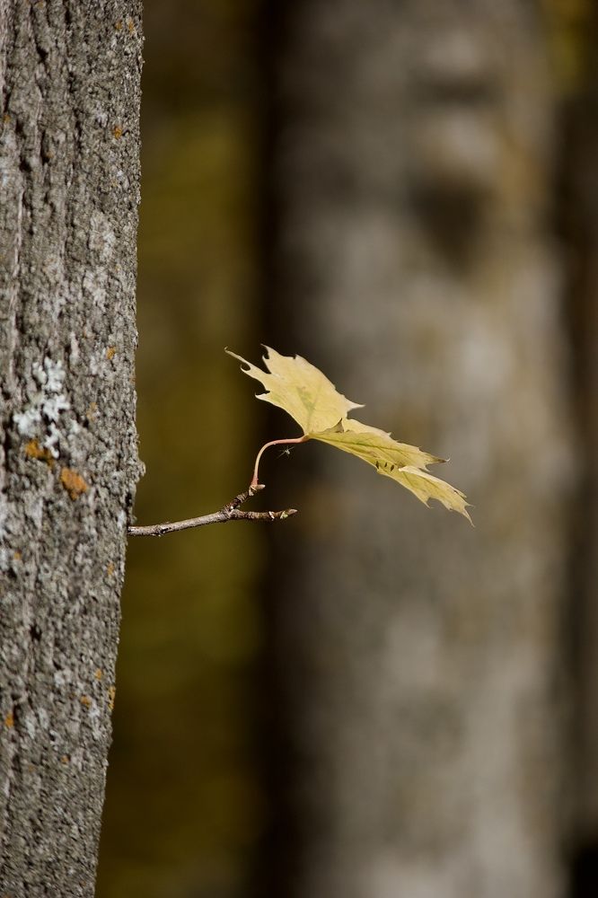 Photograph by Лариса Белашова