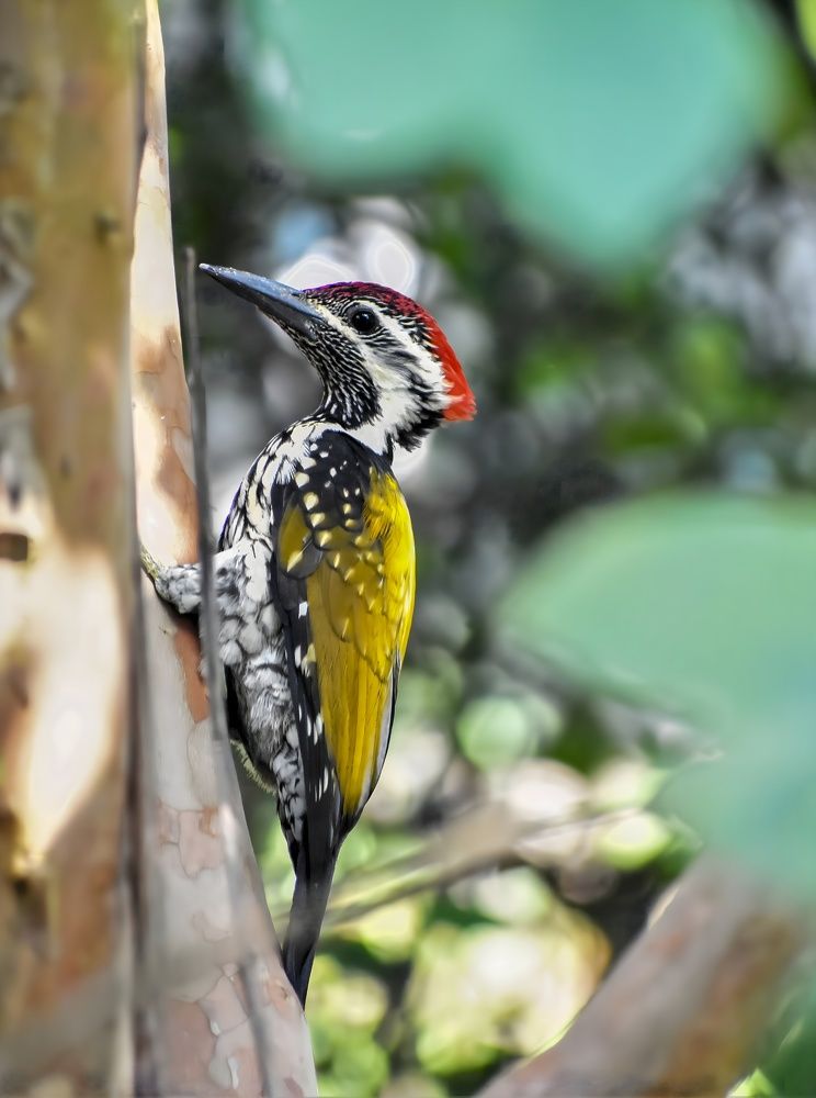 Photograph by Kamal Bhattacharjya