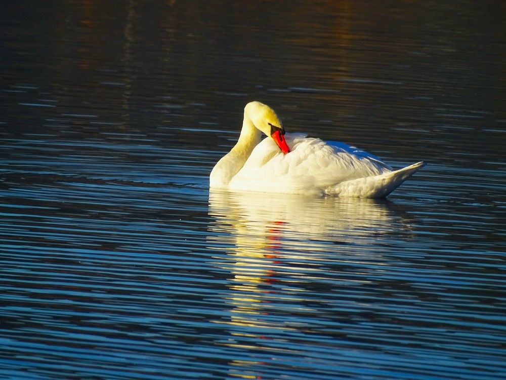 Photograph by Николай Худяков