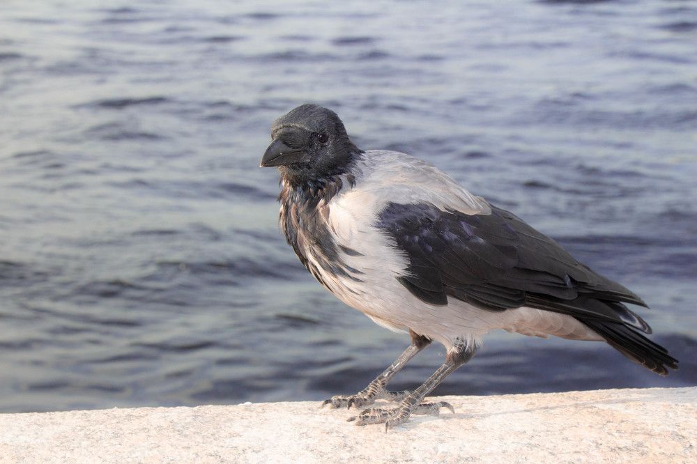 Photograph by Наталья Веряскина