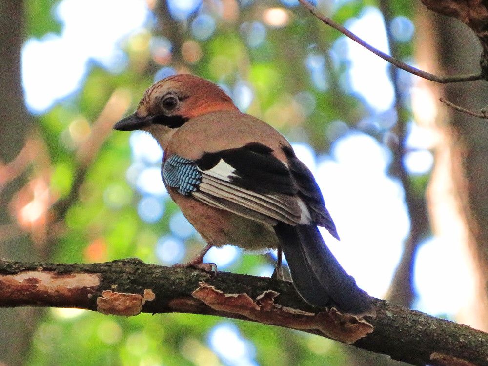 Лесная красотка