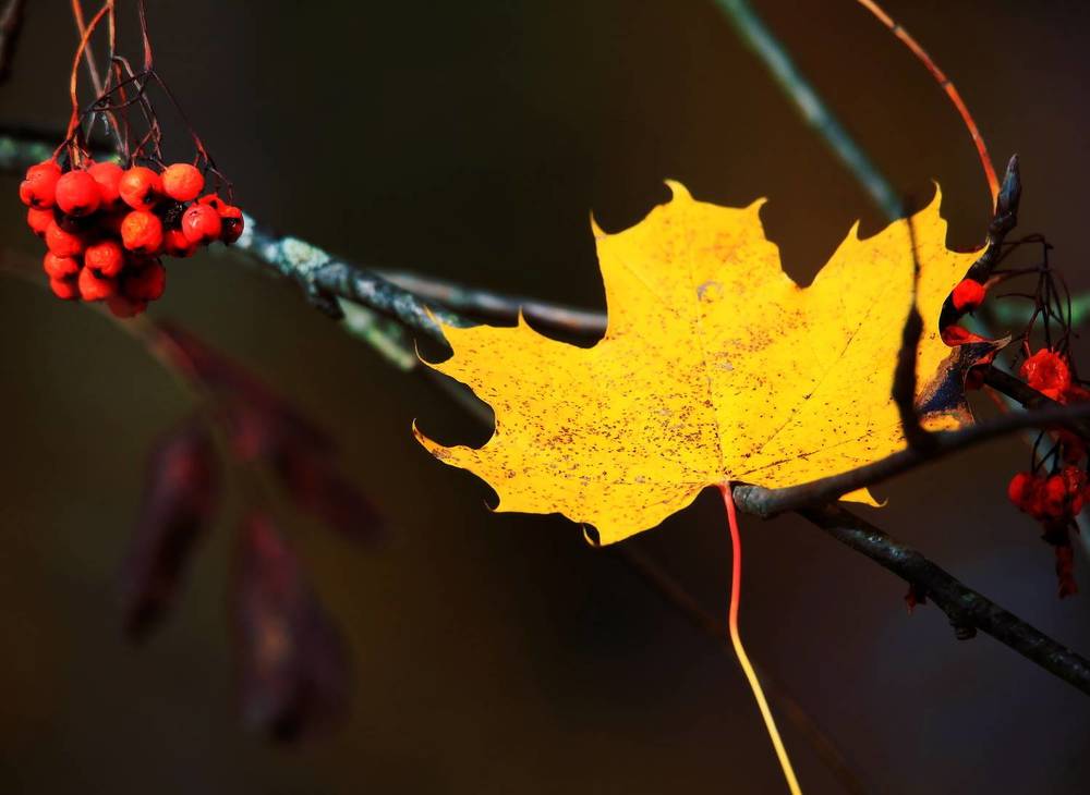 Photograph by Николай Протасеня