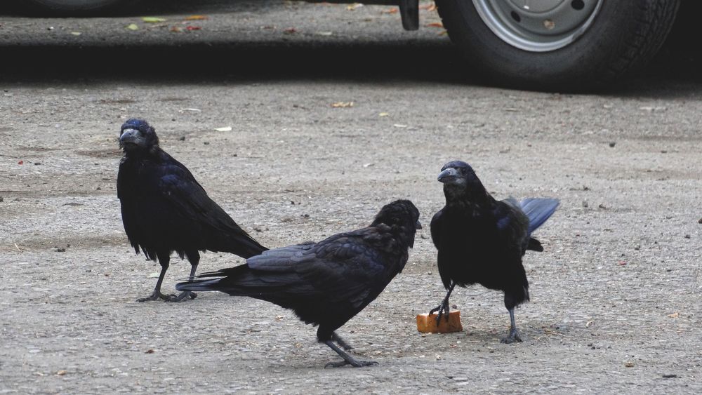 Photograph by Mad Mouse