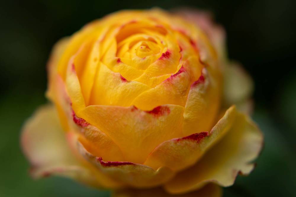 Photograph by Юлия Козельских