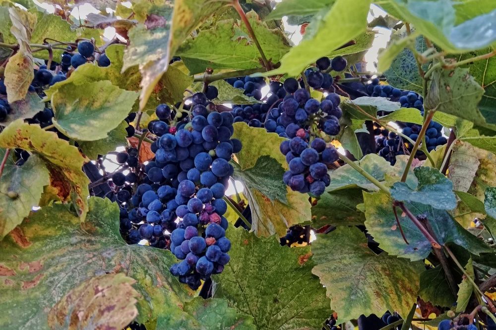 Виноград