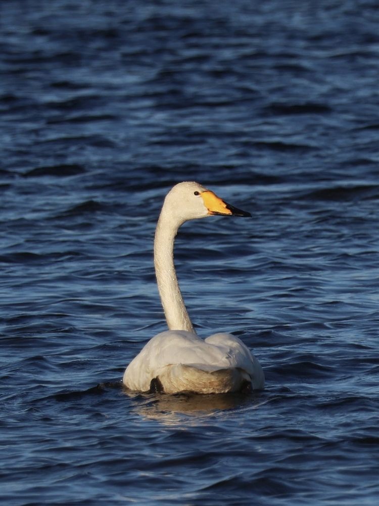Фотография автора Алёна Калинина