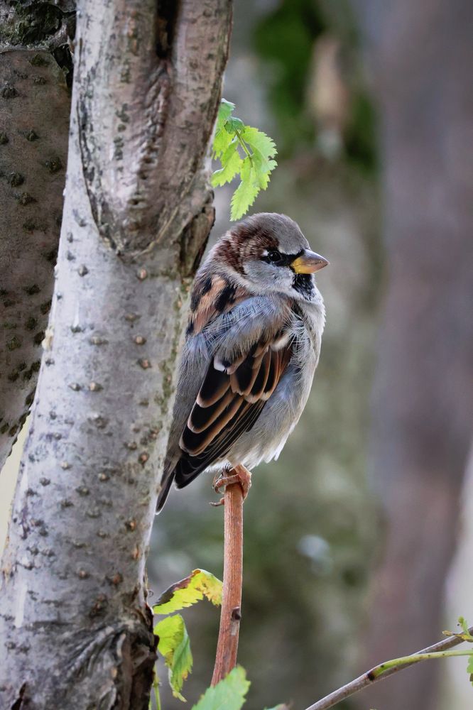 Фотография автора Алёна Калинина