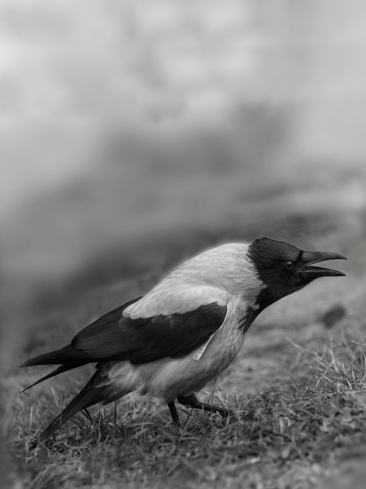 Photograph by Юлия Марфонова