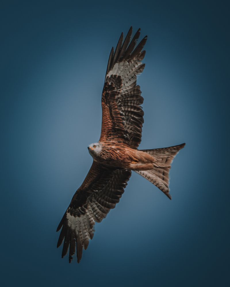 Photograph by Ángel Esteban