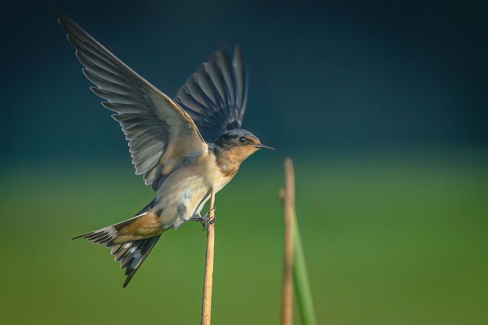 Фотография автора Erik Nelson