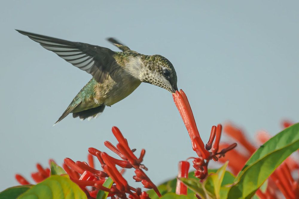 Фотография автора Erik Nelson