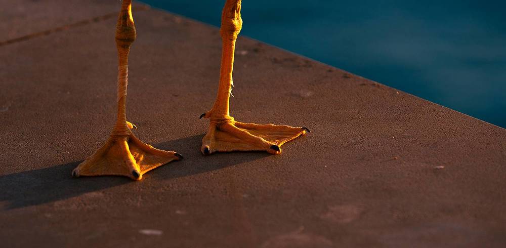 Photograph by Davide Mele