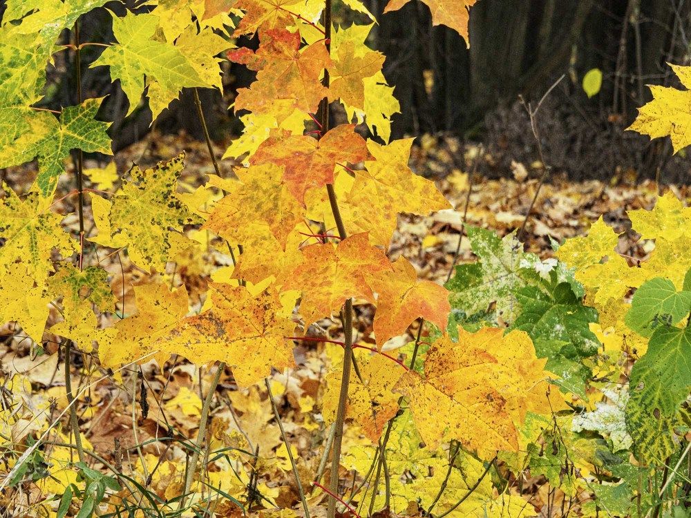 Photograph by Борис Полтавец