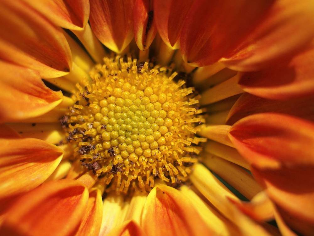 Фотография автора David Solodar