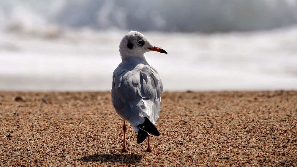 Чайка на берегу моря