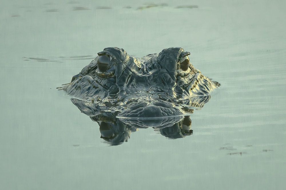 Фотография автора Erik Nelson