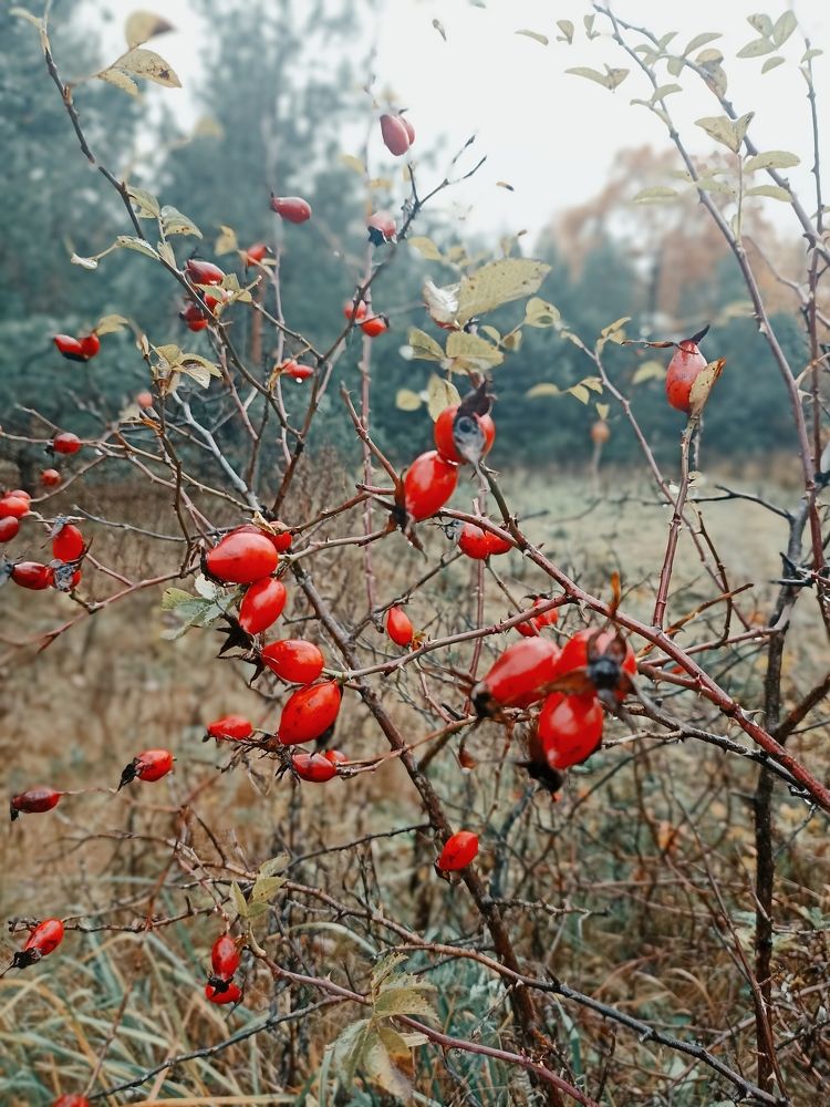 Фотография автора Наталия Барнева