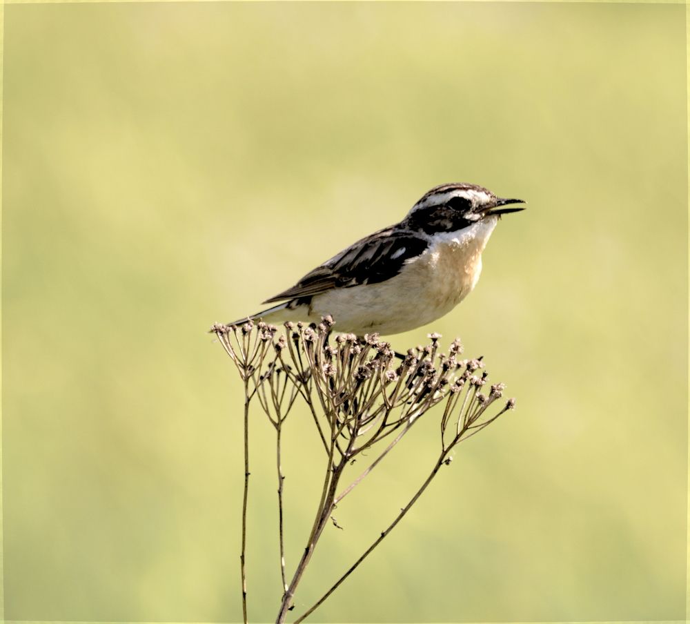 Луговой чекан